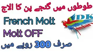 French Molt in birds || Toton mein ganjay pan ka ilaj in Urdu || Hindi