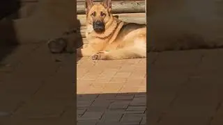 #germanshepherdlovers #shortvideos #dog #viralvideos #viral