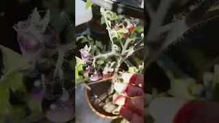The Stunning Blueberry Tomato 💚💙