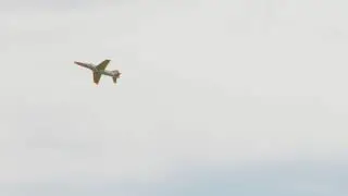 Carf Composite ARF - Joker - Mississippi Afterburner 2018