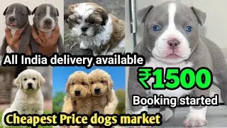 Cheapest Dog Puppies Market in Delhi NCR 2026 | Golden Retriever | Husky | Rottweiler | Pug | Beagle