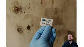 How much does a mold inspection cost and what's included?