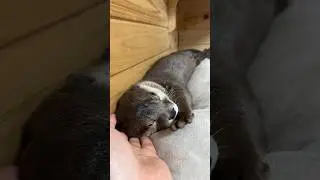 Даже выдры ленивы дома.🥹🥹 #shorts #aty #otter #WaterSausage