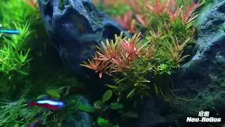 Neo Helios Flat Nano S3 Full Spectrum Planted Tank Light (尼奥水全光谱水草增色灯)