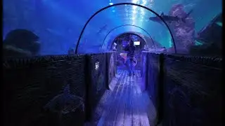 Blackpool Sea Life Centre WOW !