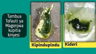 Jinsi ya kutambua magojwa ya kuku kupitia  kinyesi Chao | ufugaji wa kuku #kingofarm