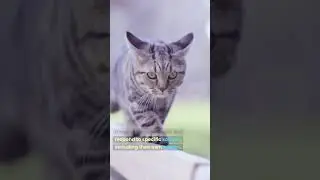 Can Cats Learn Their Own Names? (The Answer WILL Surprise You!) 🙀😸 #shorts #cats
