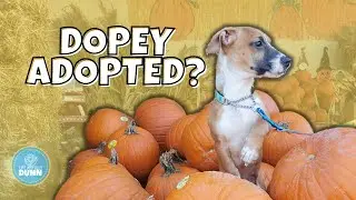 Puppy hoping to find love | Dopey's day out | Life Joyfully Dunn