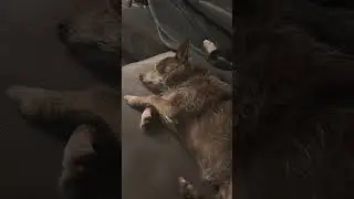 Sleeping little cross paws dog