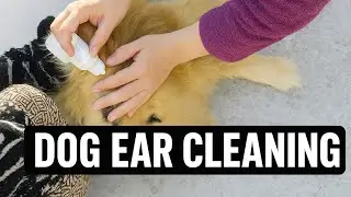 How to clean your dog ears right way #dog #goldenretreiver #pets 