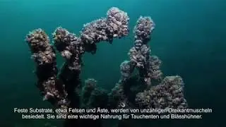 Abgetaucht - Unterwasserwelten im Bodensee