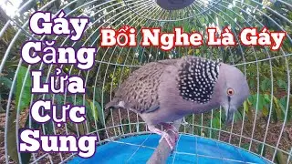 Chim cu gáy / Cu Gáy Mồi [ Gù Thúc Gọi ] kích bổi nhanh nổi / Cu Gáy Mồi Sấm Đồng Cuốn Bổi #cugáy888