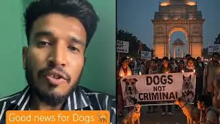 Good News For Dogs Lovers 🐶😇 || Save Dogs NCR Stray Dogs || Delhi Street Dogs Good News 