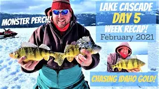 MONSTER PERCH! | Week In Review | Lake Cascade | #icefishing #perch #fishing