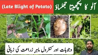 How to control Late Blight of Potato | Potato Diseases | Potato Late Blight causes and control