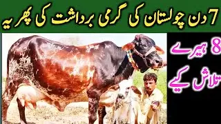 8 Pure Cholistani Sahiwal Cow From Cholistani Desert || Global Village Farming