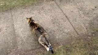 Precious the cat loving the outside