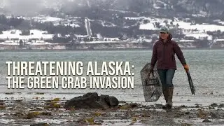 Threatening Alaska: The Green Crab Invasion