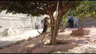 valente e o NINHO da ROLINHA