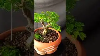 bonsai piteco tortum, estruturando, @wanderramos