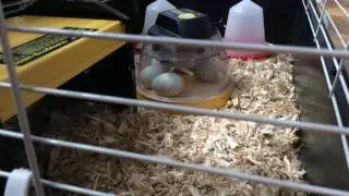 Duckling video livestream
