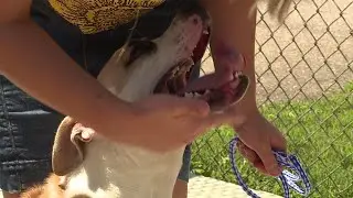 Local animal shelters at capacity for summer; how you can help