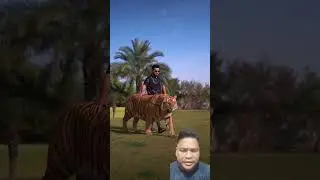 #bigcat #tiger #reaction #funny #remix #animals #trending #shorts
