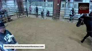 Casino Classic Horse Sale - Oak Grove, KY