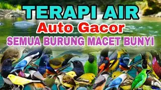 BURUNG MACET BUNYI? COBA TERAPI AIR INI AUTO GACOR, TERAPI AIR UNTUK SEMUA JENIS BURUNG MACET BUNYI 
