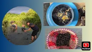 How to catch snails and cook delicious Snail with axone (fermented beans).