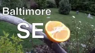 Best SEO Company in Baltimore - Baltimore SEO - Call 410-593-1SEO