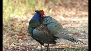 Grace in the Grass : Pheasant Preening Moments