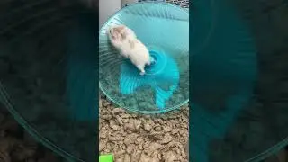 RUN!! 😂🤣🤦🏼&zwj;♀️🤷🏼&zwj;♀️ #hamsters #hamsterwheel #animals #shorts #animallover #animalshorts
