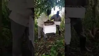 Installing a beehive at our DalAqua farm Apiary