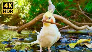 Zen Moment: Two Cockatiels Exploring Nature | Gentle Bird Sounds & Water Flow (4K HDR)
