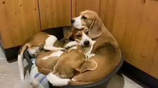 Beagle - Pyramide 😉