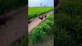 Galaxy Livestock farm 🐓#2024 #youtubeshorts #shorts #viral