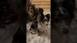 Two perfect Australian shepherds #Short #Shorts #Puppy #AustralianShepherd ￼