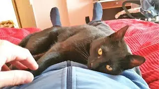 Affectionate Kitty Shows How Much She Loves Her Owner
