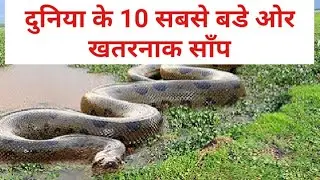 दुनिया के 10 सबसे बडे ओर खतरनाक साँप