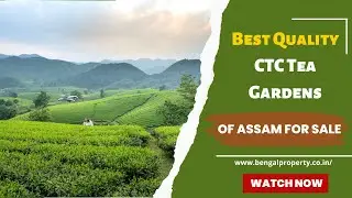 Best Quality CTC Tea Gardens Of Assam For Sale
