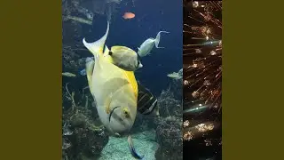 ʅ͡͡͡͡͡͡͡͡͡͡͡ (ƟӨ) ʃ͡͡͡͡͡͡͡͡͡͡ ꐑ (ཀ ඊູ...
