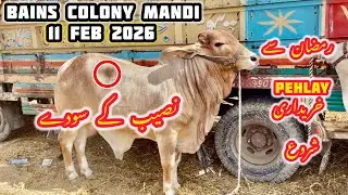 BHAINS COLONY KARACHI CATTLE RATES UPDATES 11 FEB 2026 || BAKRA EID 2026 