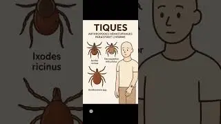 Les Tiques parasites de l'homme