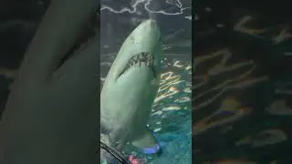 Megalodon The Monster Shark That Ruled the Ocean