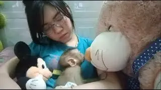 Baby Monkey Dodo Playing Time And Sleeping, Dodo Lovely Face