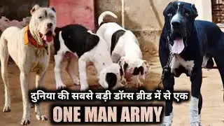 Щенки породы Ultimate Bully Kutta, шоу-класса, полный рост | Щенки индийского мастифа на продажу