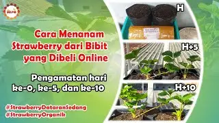 Cara Menanam Strawberry dari Bibit yang Dibeli Online