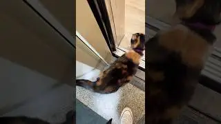 Pippa took Uber, train , bus  then elevator 🐈😃😺#cute #cat  #shorts #shortsfeed #shortsyoutube