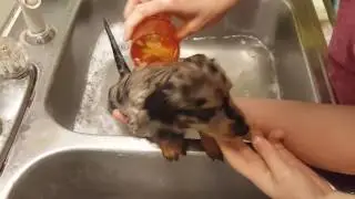 Toby the Brave gets his first bath.